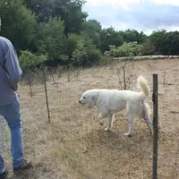 Les relais du réseau chiens de protection de l'Institut de l’élevage se proposent d'accompagner les éleveurs dans la mise en place de chiot.