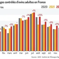 Décapitalisation du cheptel ovin au second semestre
