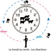 Le troupeau doit être vu comme une horloge, avec le chien positionné sur le 12 et l'éleveur sur le 6.