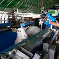 Le pistolet drogueur connecté de marque Tipari® associé au convoyeur de la même marque permet une économie de 25 % de produit.