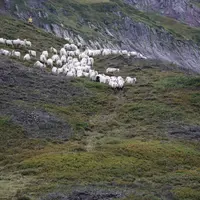 Spécificité des Pyrénées-Atlantiques, 93% des points de collecte et 94 % du lait sont en zone de montagne.