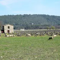 Viticulture et pastoralisme vont bien ensemble, les ovins remplaçant un recours à la mécanisation ou aux herbicides et profitant de cette ressource fo