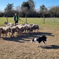 Le bâton est censé prolonger le bras du dresseur. Il doit toujours être poussé à l’horizontal, pour faciliter et amplifier la rotation du chien à l’op