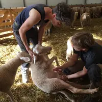 Cécile et Loan Jansen-Mulon sont installées depuis septembre 2020 en Aveyron en production ovine, lait et viande, et caprine.