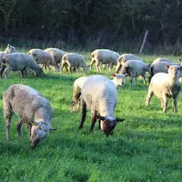 L’éleveur privilégie toujours les agneaux et peut leur consacrer 80 hectares et parquer les brebis sur un paddock ou en bâtiment avec un peu de foin m