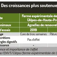 Les plantes dites « à tanins » ne remplacent pas un traitement chimique pour contrer les parasites internes des ovins