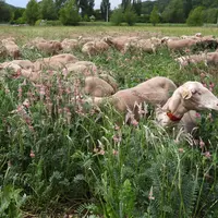 Le Casdar FASTOChe avait pour objectif de démontrer d'éventuels impacts de la consommation de plantes à tanins sur le parasitisme interne des brebis.