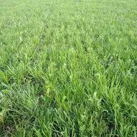 Pour atteindre l'autonomie protéique de son exploitation, Charlotte Moriarty a optimisé ses parcelles de pâturage en instaurant des prairies complexes
