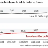 Un lait de brebis plus riche en matière grasse