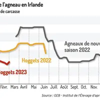 Un début d’année compliqué pour la filière ovine irlandaise