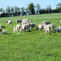 troupeau de brebis avec agneau au pâturage