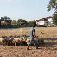 Le chien doit s'aligner avec le troupeau et le maître et va naturellement faire avancer le premier vers le deuxième.