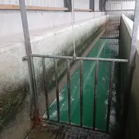 Le pédiluve doit être propre, les pertes en eau être limitées et la solution adhérer au mieux aux pieds des animaux.