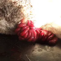 3 - intestins extériorisés par une hernie ombilicale © P. Autef