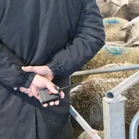 Les acheteurs se font discrets lorsqu'ils font monter les enchères en actionnant leur petite télécommande.