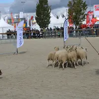 L'Institut de l'élevage a mis en place un concours de chien de conduite, très suivi par les visiteurs. © B. Morel
