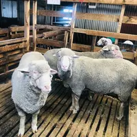 La sélection génétique est très implantée dans la mentalité des éleveurs patagoniens, comme levier d'amélioration des performances du troupeau.