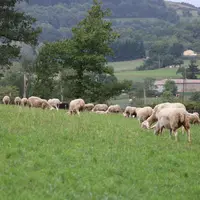 Le sursemis permet de remettre en production une prairie moyennement dégradée, qui présente encore un potentiel floristique passable et dont le sol n'