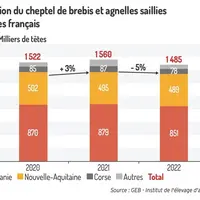 Franc recul du cheptel reproducteur ovin lait français