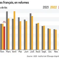 La décapitalisation du cheptel ovin français se poursuit début 2023