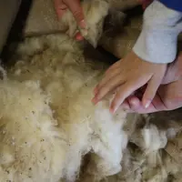 Les porteurs de projet autour de la laine en Normandie, Hauts-de-France et Grand Est peuvent candidater à l'AMI autour des fibres naturelles.
