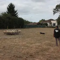 Pour répondre à l'ordre "pousse", le chien doit apprendre à s'émanciper de la position "midi" quand la situation le demande.
