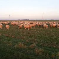 Brebis au pâturage, couverts de grandes cultures et clôtures.