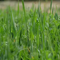 Le mélange, composé d’avoine, triticale, vesce et pois fourrager a permis d'alimenter les brebis, même avec un chargement important.