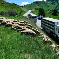 N'oubliez pas de déclarer votre transhumance ainsi que les changements et ajouts d'alpages auprès devotre FRGDS.