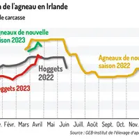 Le cours de l’agneau irlandais repart à la baisse après les fêtes religieuses