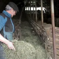 Par leur petite taille et leur situation en zone difficile, une partie des fermes de l'AOP Ossau-Iraty est contrainte d'acheter du fourrage.