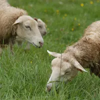 ovins race limousine au pâturage, prairie, herbe,