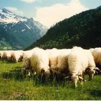 C'est désormais toute la filière que va promouvoir l'interprofession Lait de brebis du 64.
