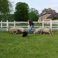 Pour les premiers essais, mieux vaut être dos à un obstacle afin de ne pas se faire contourner par les brebis.