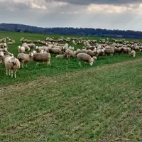 Le pâturage des blés et des colzas oléagineux peut impliquer d'apporter un complément de fourrages.