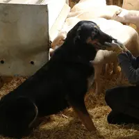 Photo de beauceron en élevage ovin