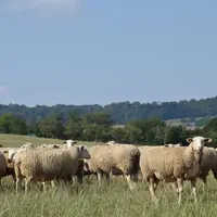 <p>Différentes pistes ont été évoquées pour lisser la production ovine bio sur l&amp;#039;année et maintenir les volumes sans déclassement en conventi