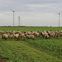 Troupeau ovin pâturant sur des couverts végétaux en plaine céréalière.