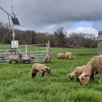 Brebis au pâturage, albédomètre placé au centre de la prairie