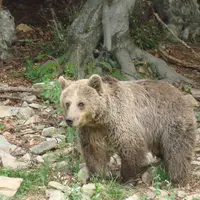 La consultation publique sur le projet d’arrêté concernant les mesures d’effarouchement de l’ours brun dans les Pyrénées pour prévenir les dommages au
