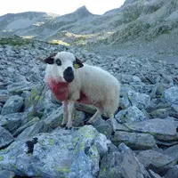 Les dernières attaques ont fait une quinzaine de victimes et une trentaine d'animaux disparus.