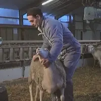 Une manipulation fluide des animaux permet de s’épargner physiquement.