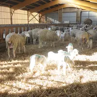 Agneaux en bergerie. Trop de soleil en été impacte le bien-être animal.