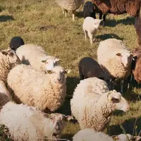 moutons de belle île, race locale récompensée en 2021