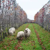 De l’herbe et des pommes au menu