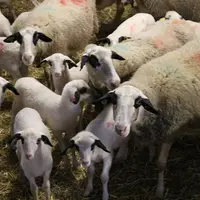 La Causses du Lot, ou caussenarde, est la race ovine emblématique du Lot. Le schéma à double étage mis en place par les éleveurs du département permet