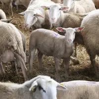 La sélection autour de la Causses du Lot et le schéma à double-étage pour produire la Blanche des Causses a pour but d'approvisionner l'aval en agneau