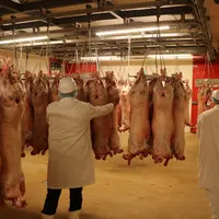 L'abattoir Destrel Viandes à Gramat est le seul spécialisé en ovin du Lot. Il abat plus de 200 000 agneaux par an.