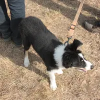 Les experts canins d'Idele expliqueront les phases d'apprentissage du jeune chien au troupeau.