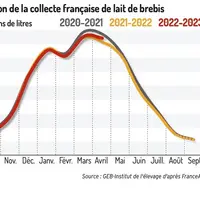 Des volumes de lait de brebis supérieurs à la précédente campagne au pic de collecte